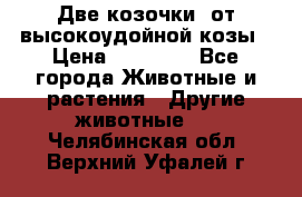 Две козочки  от высокоудойной козы › Цена ­ 20 000 - Все города Животные и растения » Другие животные   . Челябинская обл.,Верхний Уфалей г.